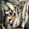 New arrival landfrozen round scad fish 6/8 8/10